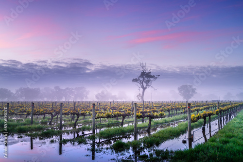 Sunrise Vines