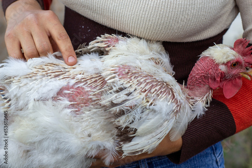 Konstfotografi chicken without feathers, molting in chickens, close-up, chicken diseases