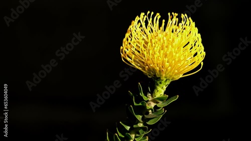 Yellow dome-shaped protea pincushion flower move in breeze, black background