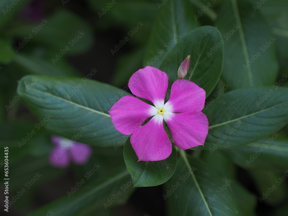 Purple Pink flower with 5 petals with a white center close-up, blurred green leaf background.
Rose periwinkle,Catharanthus roseus, commonly known as bright eyes, Cape periwinkle, graveyard plant. Purple Pink flower with 5 petals with a white center close-up, blurred green leaf background.
Rose periwinkle,Catharanthus roseus, commonly known as bright eyes, Cape periwinkle, graveyard plant.