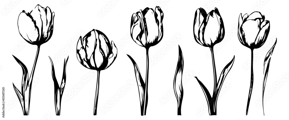 Set of tulip birth month flowers in March. Botanical line art vector illustration. Hand drawn vector. Modern floral minimalist design for wall art, card, tattoo, logo. Not created with AI - obrazy, fototapety, plakaty 
