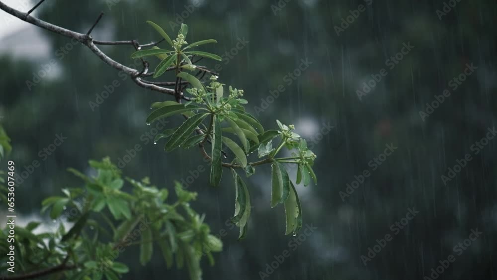 Rain falling on leaves and splashing water is a beautiful. The water droplets will cling to the leaves and slowly trickle down. Blackboard Tree, Devil Tree Rain falling on leaves and splashing water is a beautiful. The water droplets will cling to the leaves and slowly trickle down. Blackboard Tree, Devil Tree