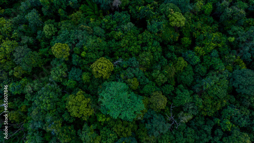 Aerial view of nature green forest and tree. Forest ecosystem and health concept and background, texture of green forest from above.Nature conservation concept.Natural scenery tropical green forest.