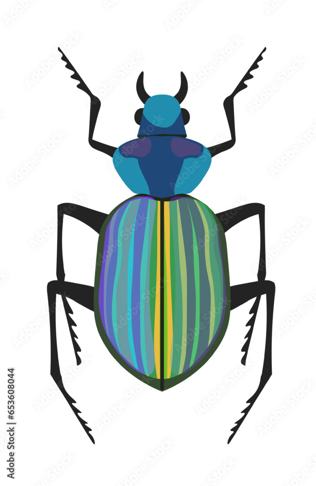 Bug Calosoma caterpillar hunter or searcher beetle Bug Calosoma caterpillar hunter or searcher beetle
