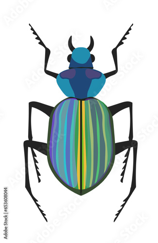 Bug Calosoma caterpillar hunter or searcher beetle
