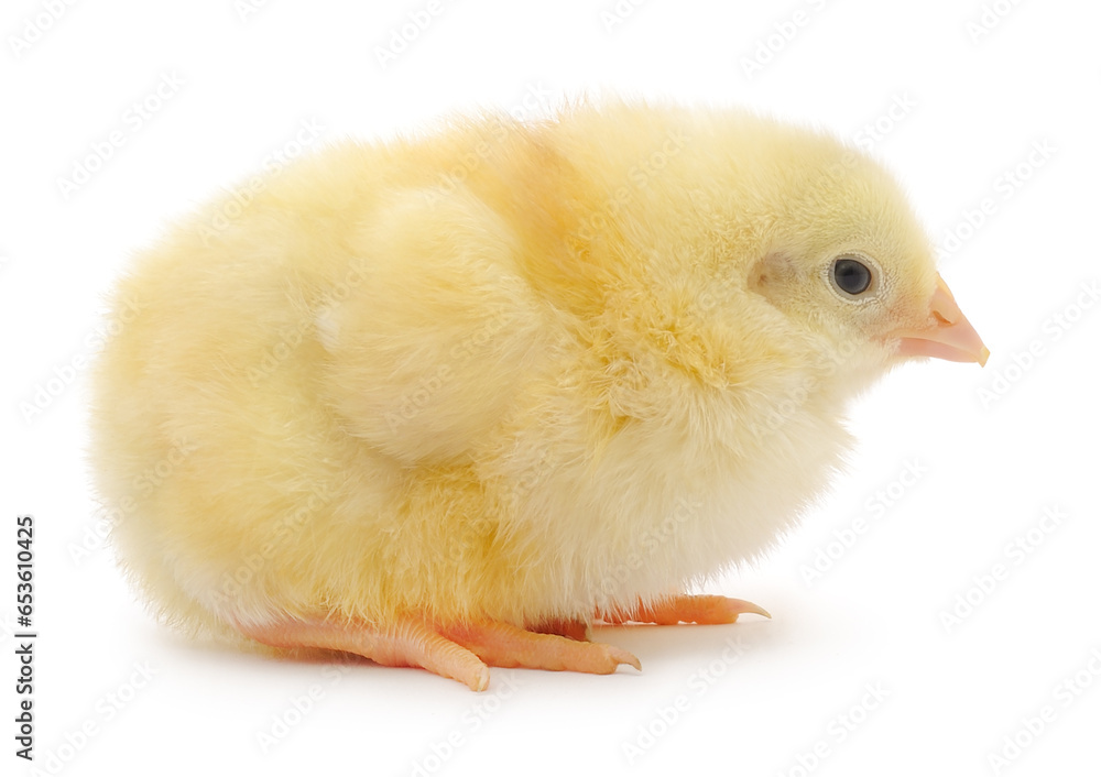 Obraz premium Small yellow chicken