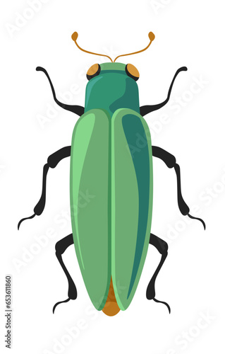 Bug buprestidae jewel beetles flatheaded borers