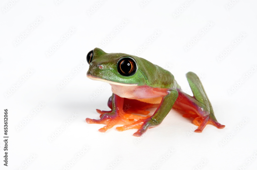 Obraz premium Golden-eyed Tree Frog, Blue-sided leaf frog // Rotaugenlaubfrosch, Orangeaugen-Laubfrosch (Agalychnis annae) - Costa Rica