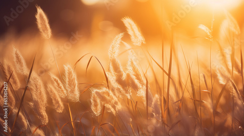 Wild grass in the forest at sunset. Shallow depth of field. Abstract summer nature background.