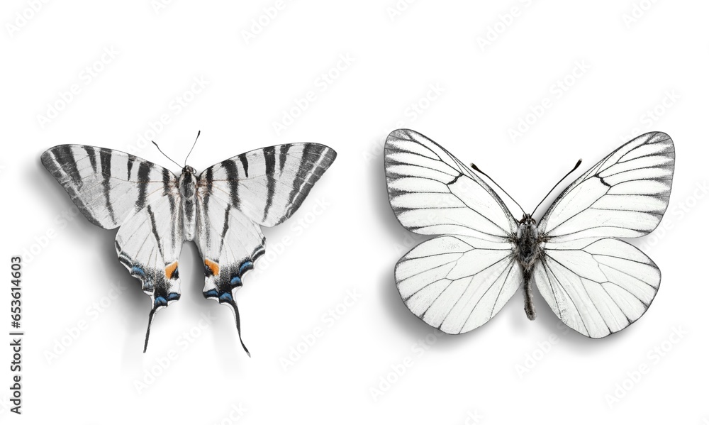 Obraz premium Two beautiful Butterflies on a white background