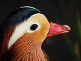 Portret samca kaczki mandarynki