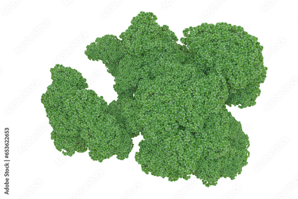 African forest isolated on transparent background. 3d rendering - illustration African forest isolated on transparent background. 3d rendering - illustration