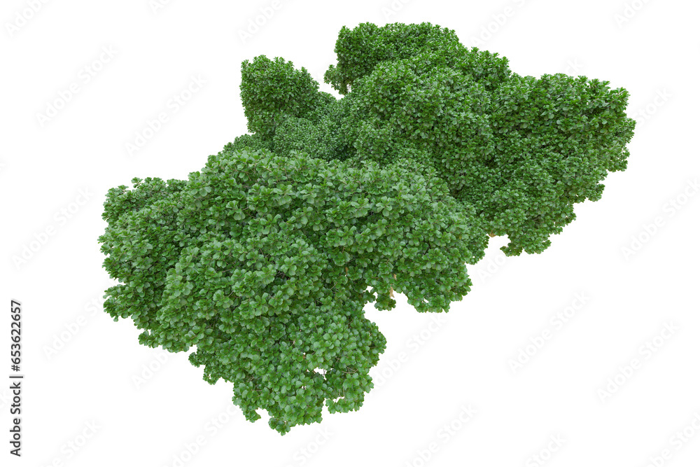 African forest isolated on transparent background. 3d rendering - illustration African forest isolated on transparent background. 3d rendering - illustration