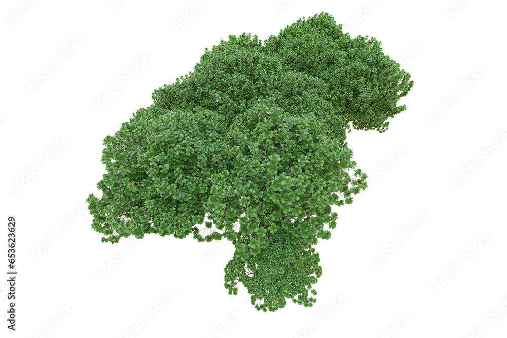Tropical forest isolated on transparent background. 3d rendering - illustration Tropical forest isolated on transparent background. 3d rendering - illustration