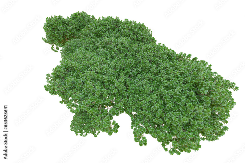 Tropical forest isolated on transparent background. 3d rendering - illustration Tropical forest isolated on transparent background. 3d rendering - illustration