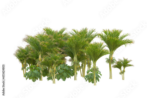 Tropical forest isolated on transparent background. 3d rendering - illustration