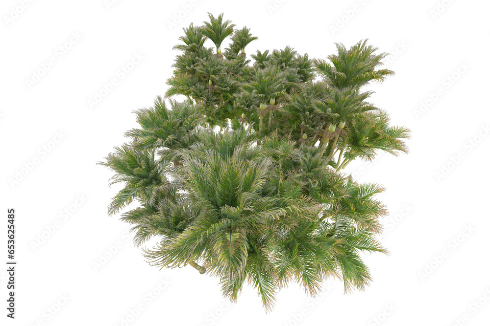 Tropical landscape isolated on transparent background. 3d rendering - illustration Tropical landscape isolated on transparent background. 3d rendering - illustration