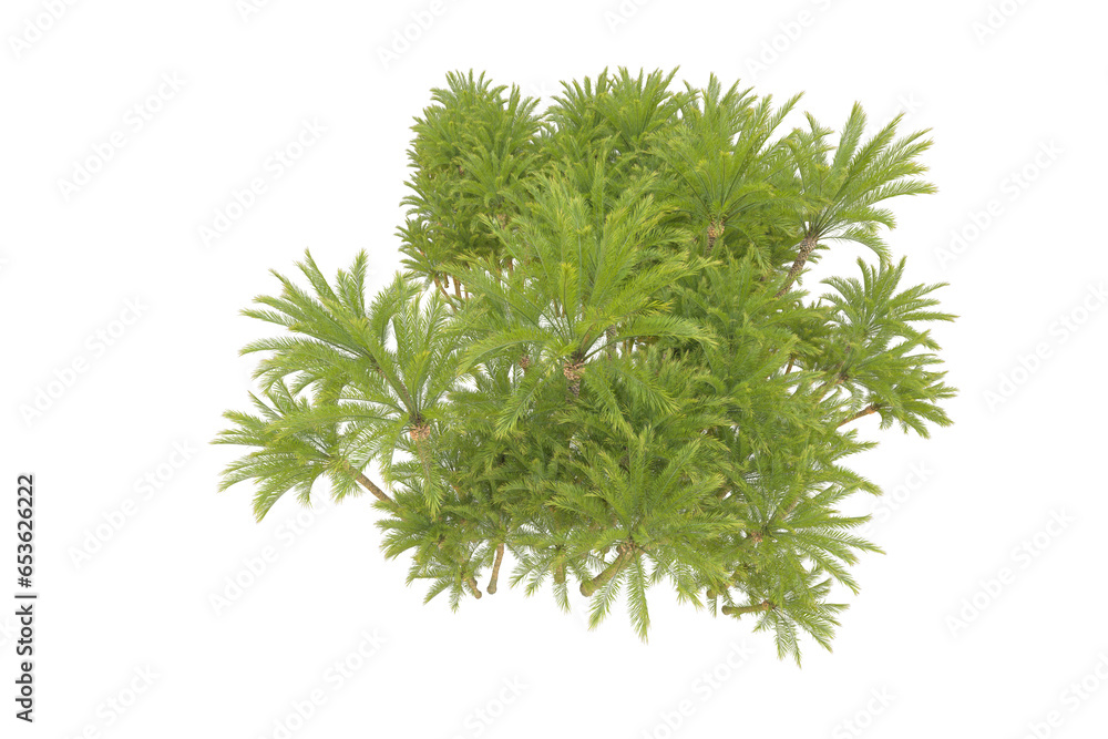 Fototapeta premium Tropical forest isolated on transparent background. 3d rendering - illustration