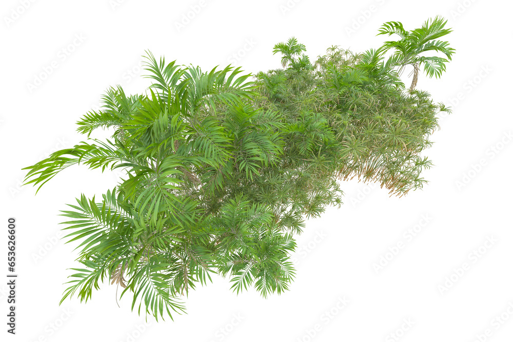 Fototapeta premium Tropical forest isolated on transparent background. 3d rendering - illustration