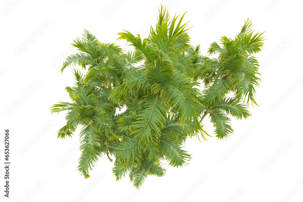Tropical forest isolated on transparent background. 3d rendering - illustration Tropical forest isolated on transparent background. 3d rendering - illustration
