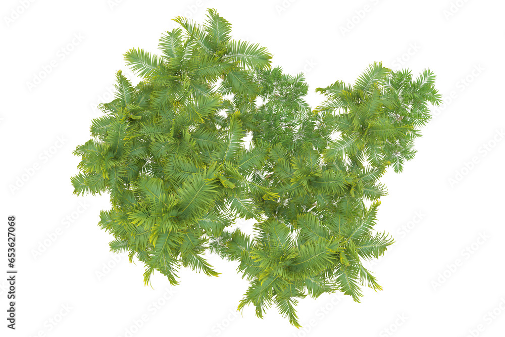 Fototapeta premium Tropical forest isolated on transparent background. 3d rendering - illustration