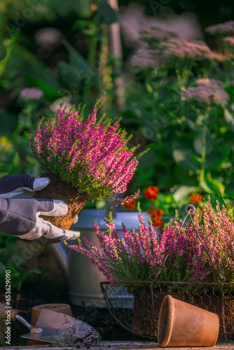 Person planting flower bulbs in the garden