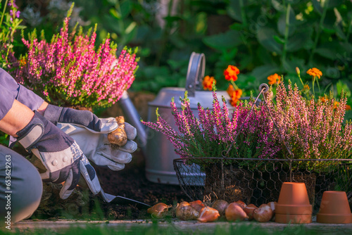 Person planting flower bulbs in the garden