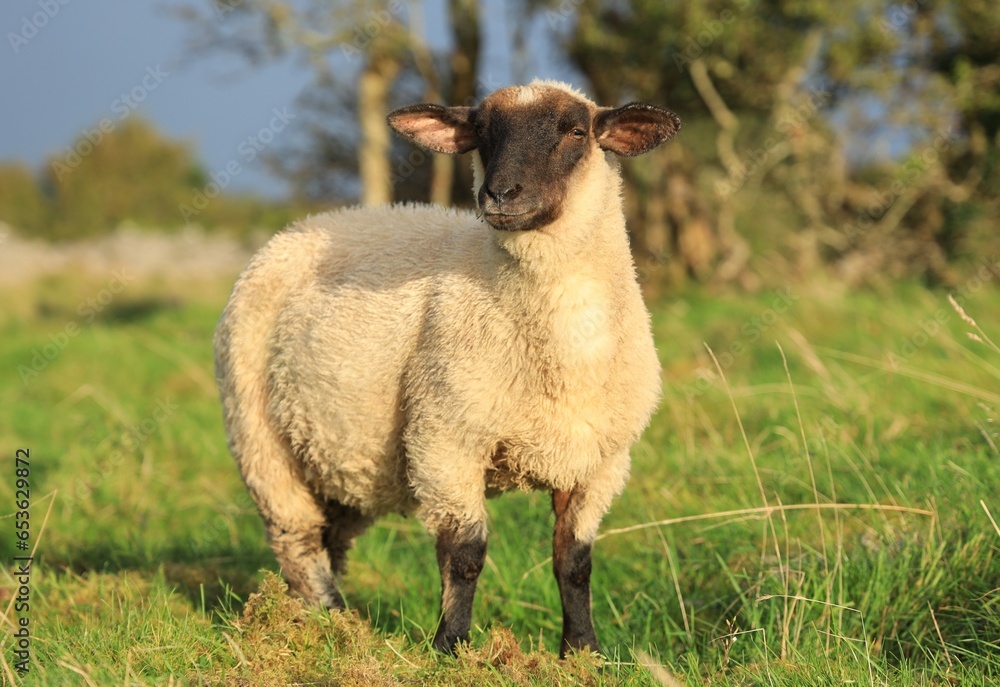 Fototapeta premium Sheep: Suffolk lamb in field on farmland in rural Ireland in early Autumn