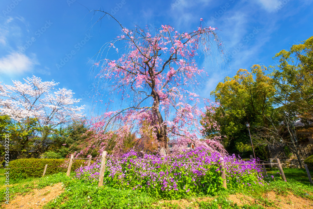 Beautiful Weeping Sakura at Awataguchi Aokusu no Niwa Park  in Kyoto, Japan - obrazy, fototapety, plakaty 