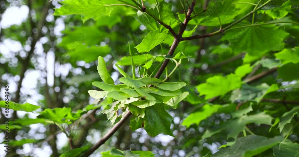 beautiful maple tree foliage with green foliage, beautiful maple tree foliage in sunny weather beautiful maple tree foliage with green foliage, beautiful maple tree foliage in sunny weather