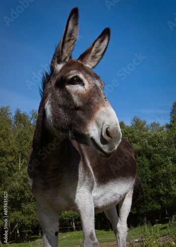 Portret osła