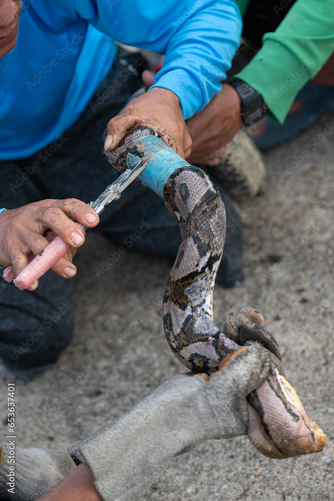 snake in the hand,handheld close up saves snake boa caught in animal ...