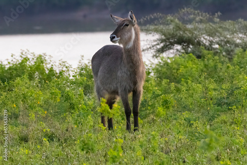 Fototapeta Naklejka Na Ścianę i Meble -  Waterbuck near river bank in natural African habitat