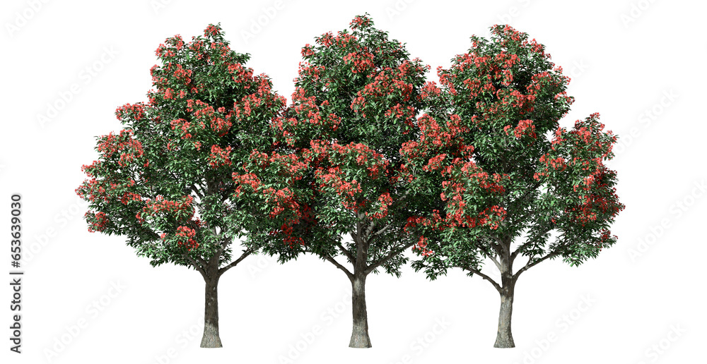 Isolate flower trees group ornamental on transparent backgrounds png