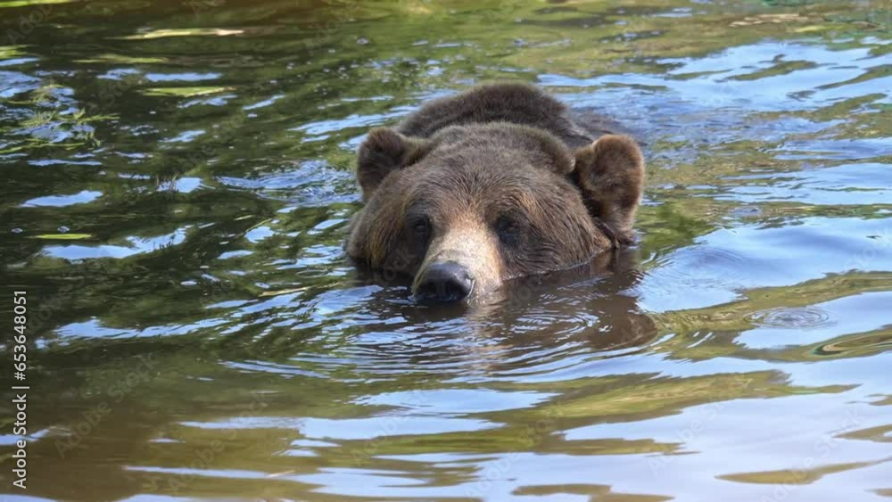 Grizzly Brown Bear Swimming In The River Looking For Food. - closeup Grizzly Brown Bear Swimming In The River Looking For Food. - closeup