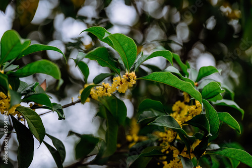 Osmanthus flowers blooming on branches in autumn