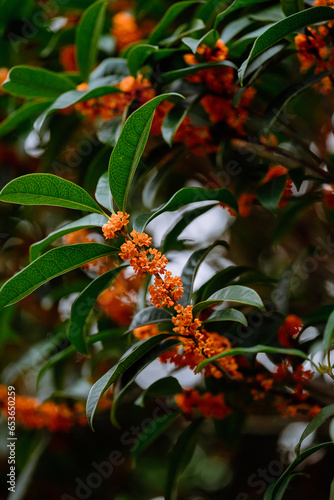 Osmanthus flowers blooming on branches in autumn © Neo_Choi