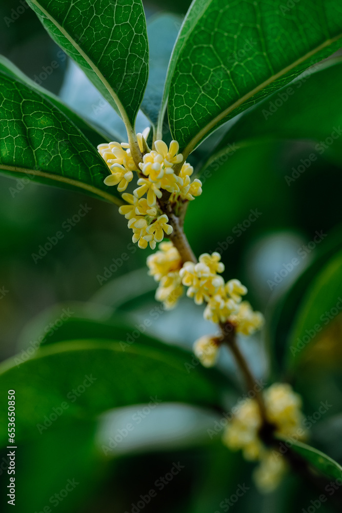 Osmanthus flowers blooming on branches in autumn Osmanthus flowers blooming on branches in autumn