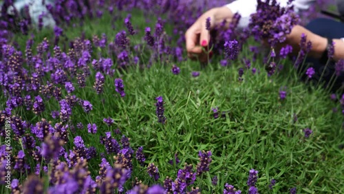 Young girl cuts lavender with secateurs. Gardening concept - young woman with pruner cutting and picking lavender flowers at summer garden.