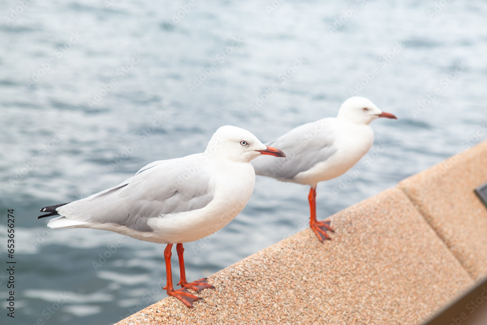Seagull gracefully soaring above the beach, pier, and rocky shore, framed by the expansive beauty of the ocean, under the vast blue sky Seagull gracefully soaring above the beach, pier, and rocky shore, framed by the expansive beauty of the ocean, under the vast blue sky