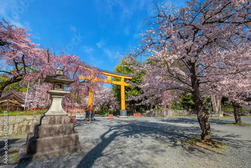 Kyoto, Japan - March 29 2023: Hirano-jinja is the site of a cherry blossom festival annually since 985 during the reign of Emperor Kazan, and it has become the oldest regularly held festival in Kyoto photo