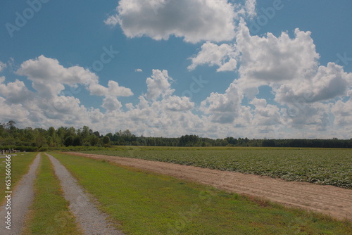 road in the field photo