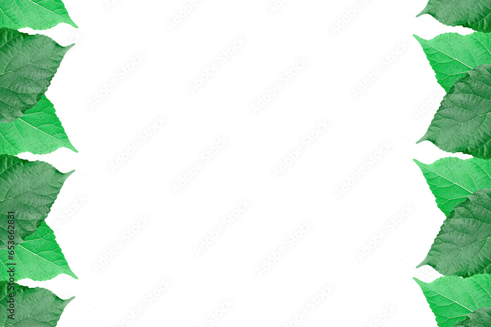 Mulberry leaves arranged into picture frames, Mulberry leaf frame / frame, leaf frame, leaf picture, bright green, natural leaf color, transparent background png file Mulberry leaves arranged into picture frames, Mulberry leaf frame / frame, leaf frame, leaf picture, bright green, natural leaf color, transparent background png file