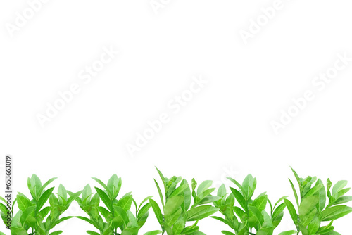 Leaf lemon frame arranged into picture frames, frame Leaf lemon, leaf frame, leaf picture, bright green, natural leaf color, transparent background png file