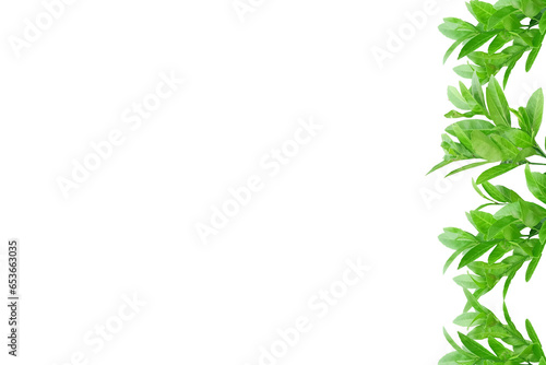 Leaf lemon frame arranged into picture frames, frame Leaf lemon, leaf frame, leaf picture, bright green, natural leaf color, transparent background png file