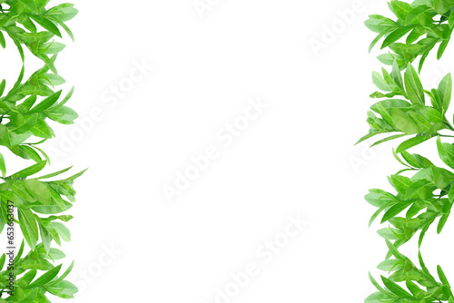 Leaf lemon frame arranged into picture frames, frame Leaf lemon, leaf frame, leaf picture, bright green, natural leaf color, transparent background png file