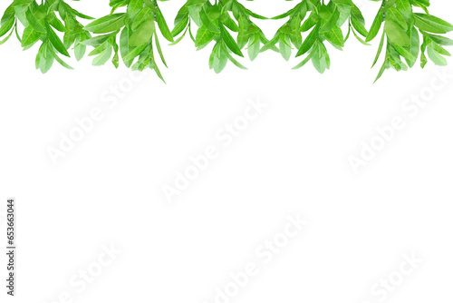 Leaf lemon frame arranged into picture frames, frame Leaf lemon, leaf frame, leaf picture, bright green, natural leaf color, transparent background png file