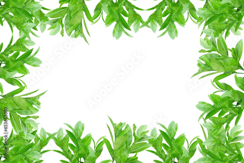 Leaf lemon frame arranged into picture frames, frame Leaf lemon, leaf frame, leaf picture, bright green, natural leaf color, transparent background png file