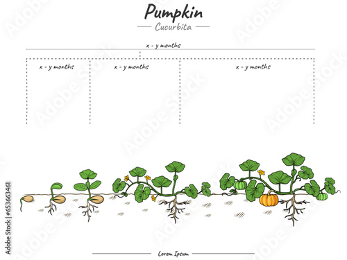 Growing stage of Pumpkin plant or tree