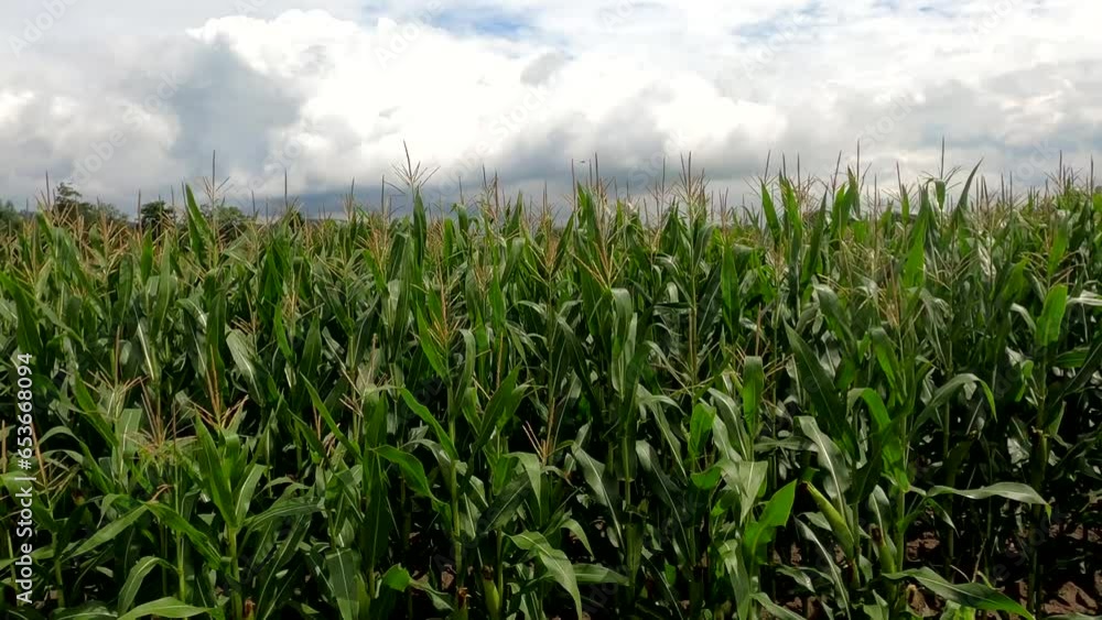 Corn field on a windy blustery day with overcast rain clouds Corn field on a windy blustery day with overcast rain clouds